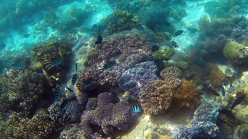 Sylvia Hotel & Resort Komodo Labuan Bajo Εξωτερικό φωτογραφία